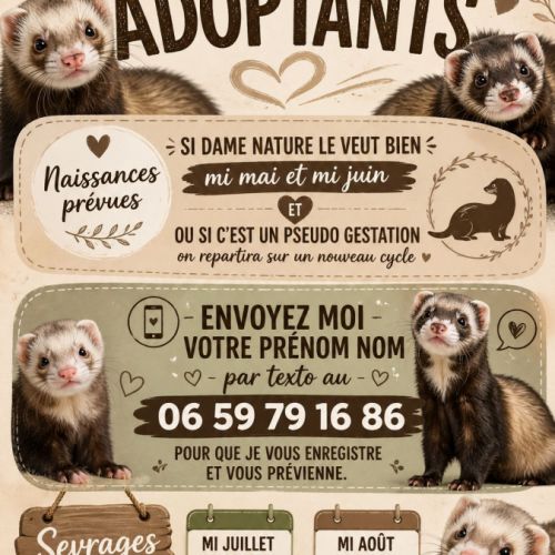 Vente professionnelle de furets furetons #5