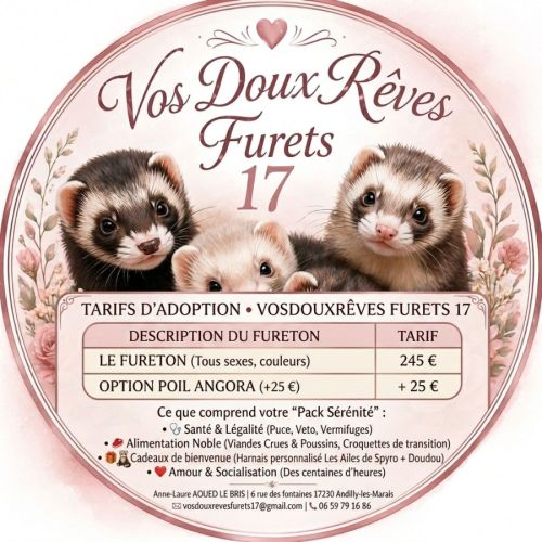 Vente professionnelle de furets furetons #7