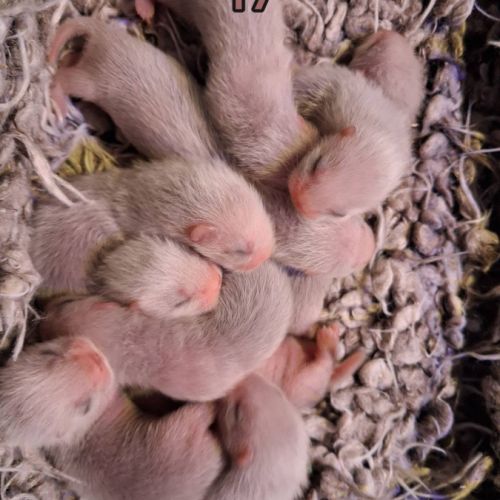 Vente professionnelle de furets furetons #5