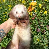 Vente de furets furetons #1