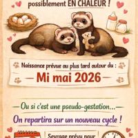 Vente de furets furetons #3