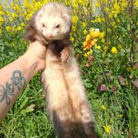 Vente de furets furetons #4