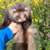 Vente de furets furetons #5