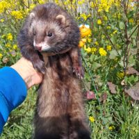 Vente de furets furetons #6