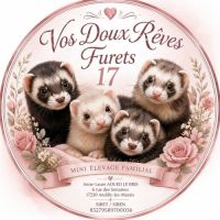 Vente professionnelle de furets furetons