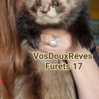 Vente professionnelle de furets furetons #3