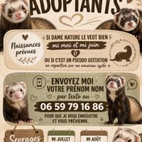 Vente professionnelle de furets furetons #5