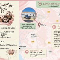 Vente professionnelle de furets furetons #8