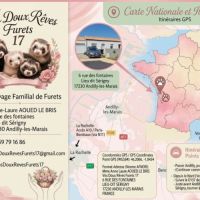 Vente professionnelle de furets furetons #9
