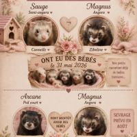 Vente professionnelle de furets furetons #6