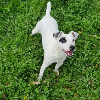 Jack russell  (terrier du révérend russell) #3