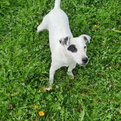 Jack russell  (terrier du révérend russell) #4