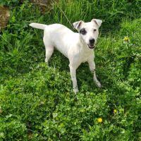 Jack russell  (terrier du révérend russell)