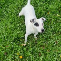 Jack russell  (terrier du révérend russell) #4