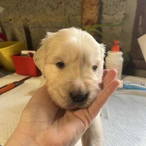 Chiot golden retriever #0