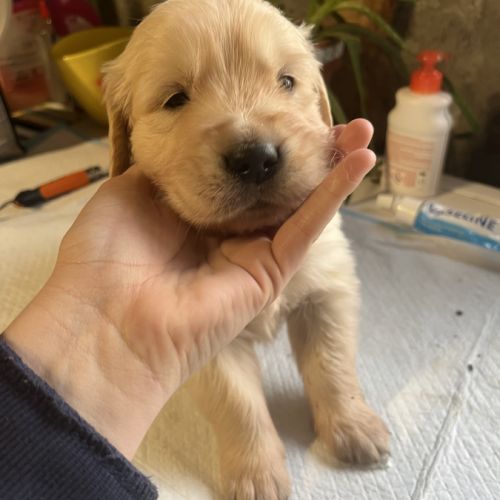 Chiot golden retriever #2