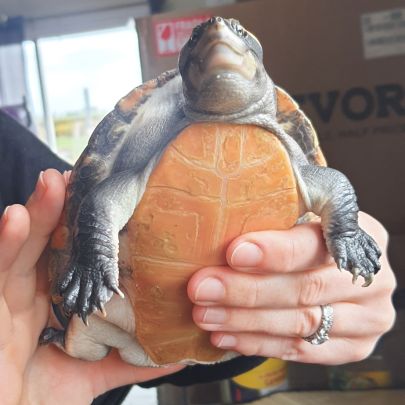 Torture emydura subglobosa #2