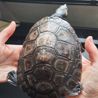 Torture emydura subglobosa #4