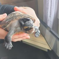 Torture emydura subglobosa #1