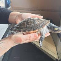 Torture emydura subglobosa #3