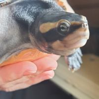 Torture emydura subglobosa