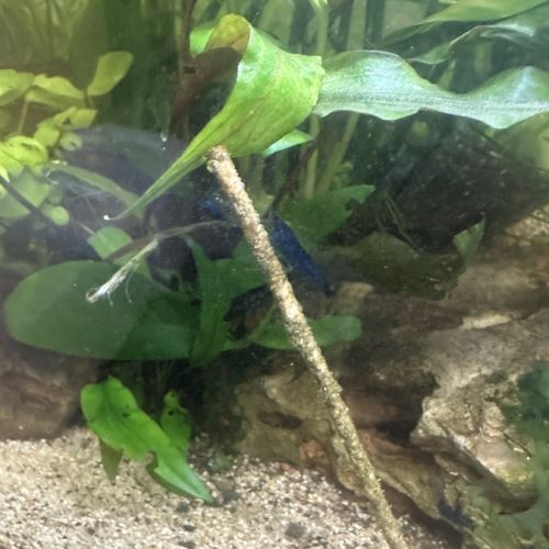 Crevettes blue velvett #1