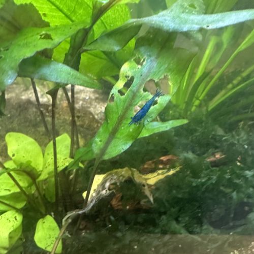 Crevettes blue velvett #0