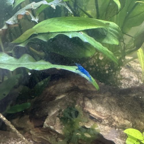 Crevettes blue velvett #3