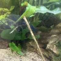 Crevettes blue velvett #1