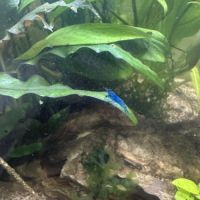 Crevettes blue velvett #3