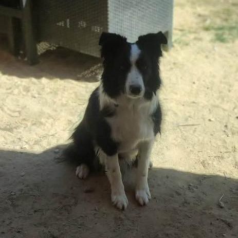 Chien odin à l adoption #0