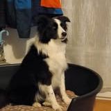 Chien odin à l adoption #2