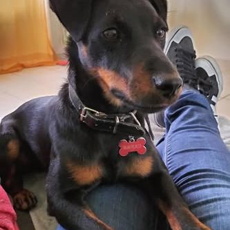 Chien twix à l adoption