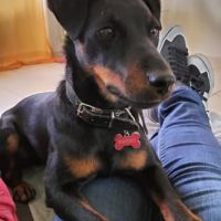 Chien twix à l adoption #0