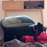 Chien twix à l adoption #2