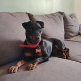 Chien twix à l adoption #3