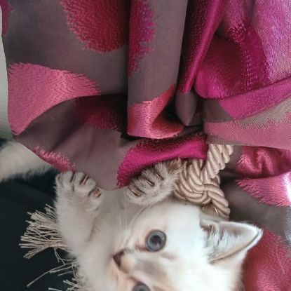 Chaton scottish straight #1