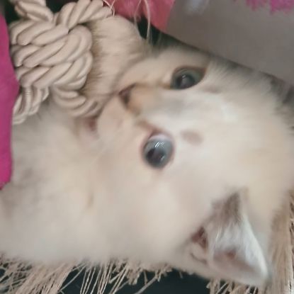 Chaton scottish straight #2