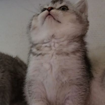 Chaton scottish straight #3