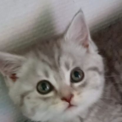 Chaton scottish straight #6