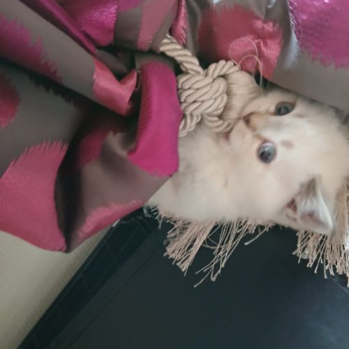 Chaton scottish straight #7