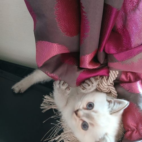 Chaton scottish straight #8