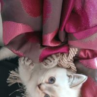 Chaton scottish straight #1