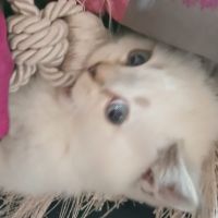 Chaton scottish straight #2