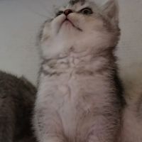 Chaton scottish straight #3
