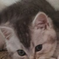 Chaton scottish straight #4