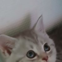 Chaton scottish straight #0