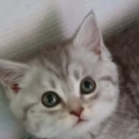 Chaton scottish straight #6