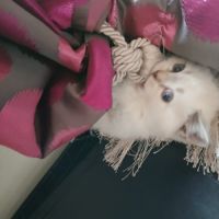 Chaton scottish straight #7