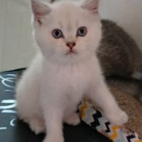 Chaton scottish straight #9